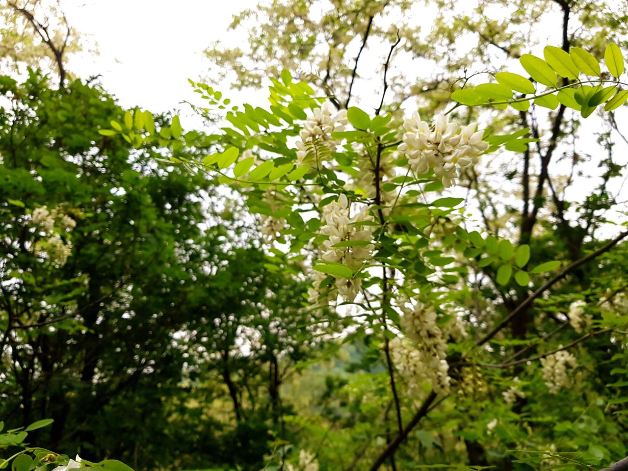 20180515_171646.jpg