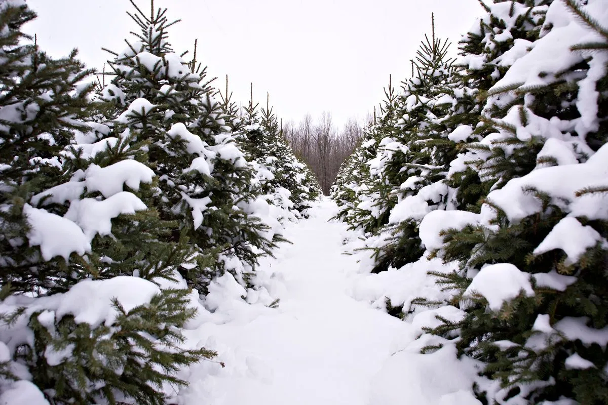 tree farm 3.jpg