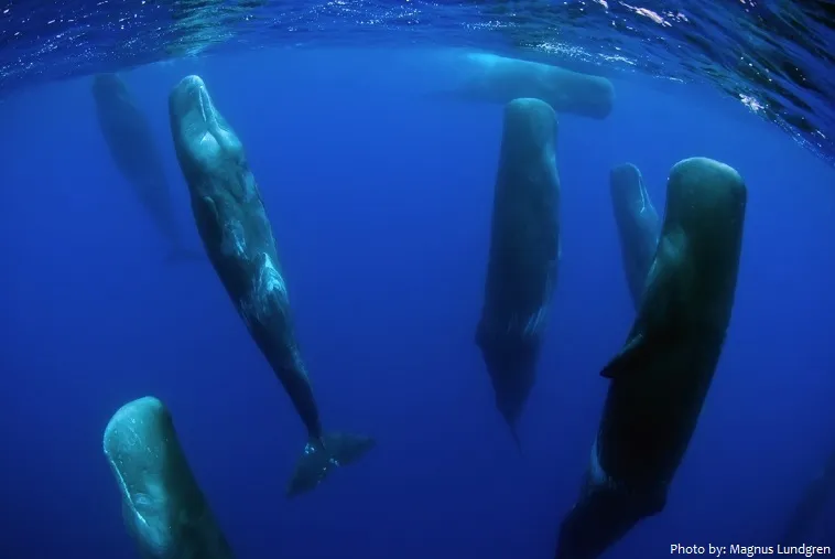 whales-sleeping.jpg