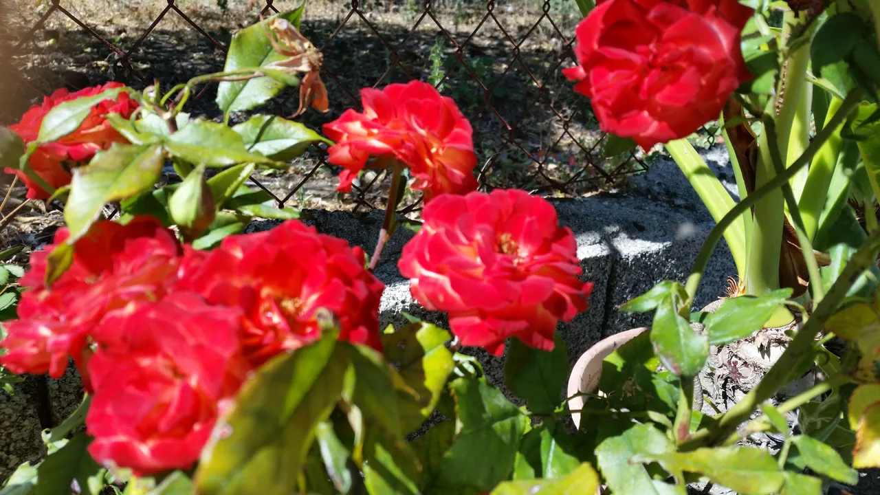 20170724_162425.jpg