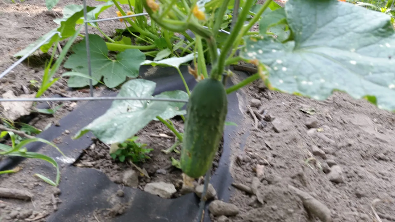 20170804_154617.jpg