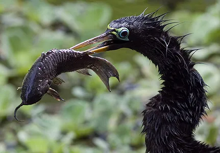 Anhinga-Fishing.jpg