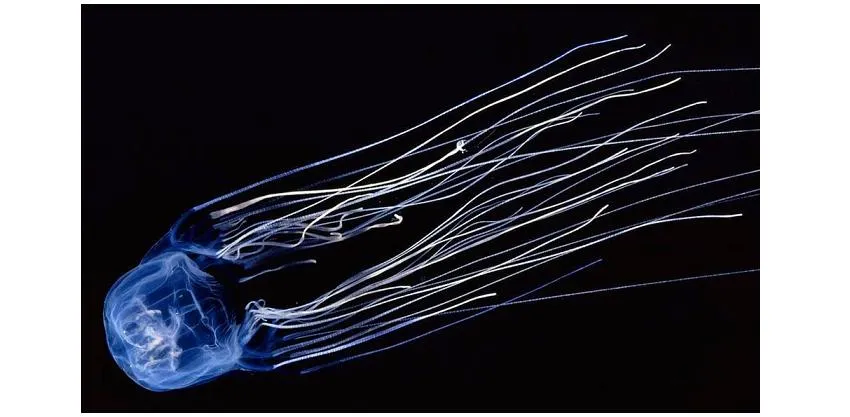 box jellyfish.jpg