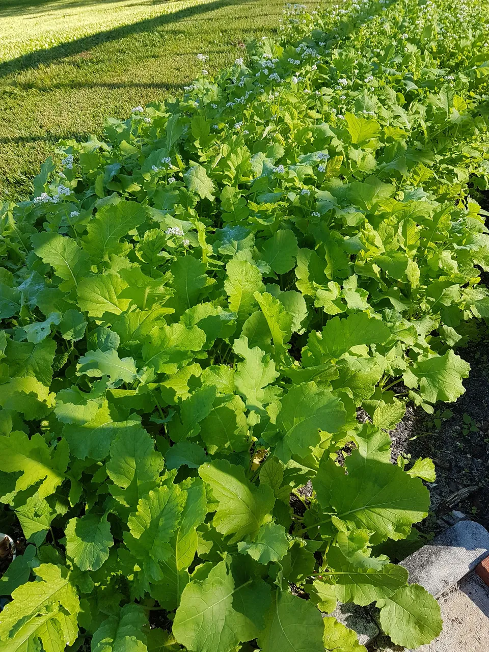 Ground cover Planted to Restore Soil Health