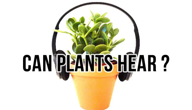 can-plants-hear.jpg