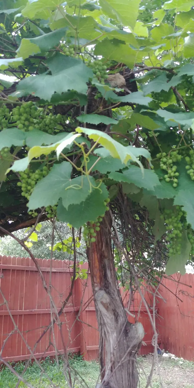 20180510_072956.jpg