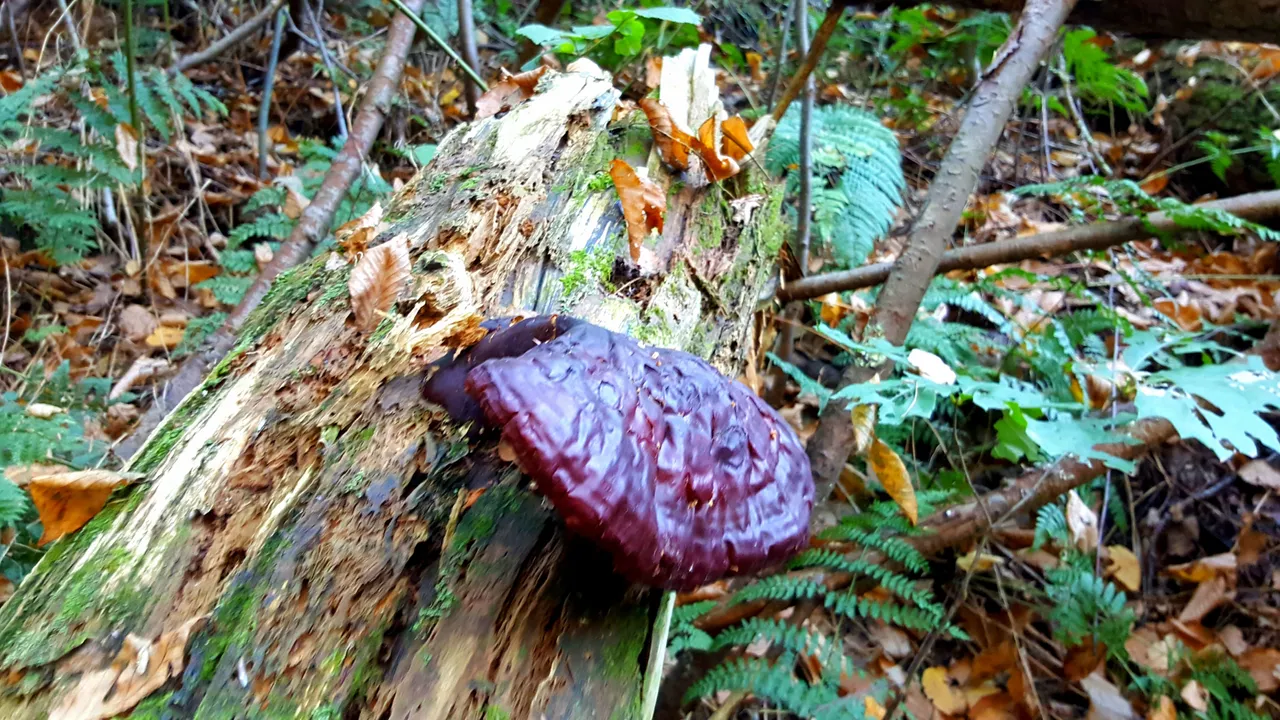 20171015_095304.jpg