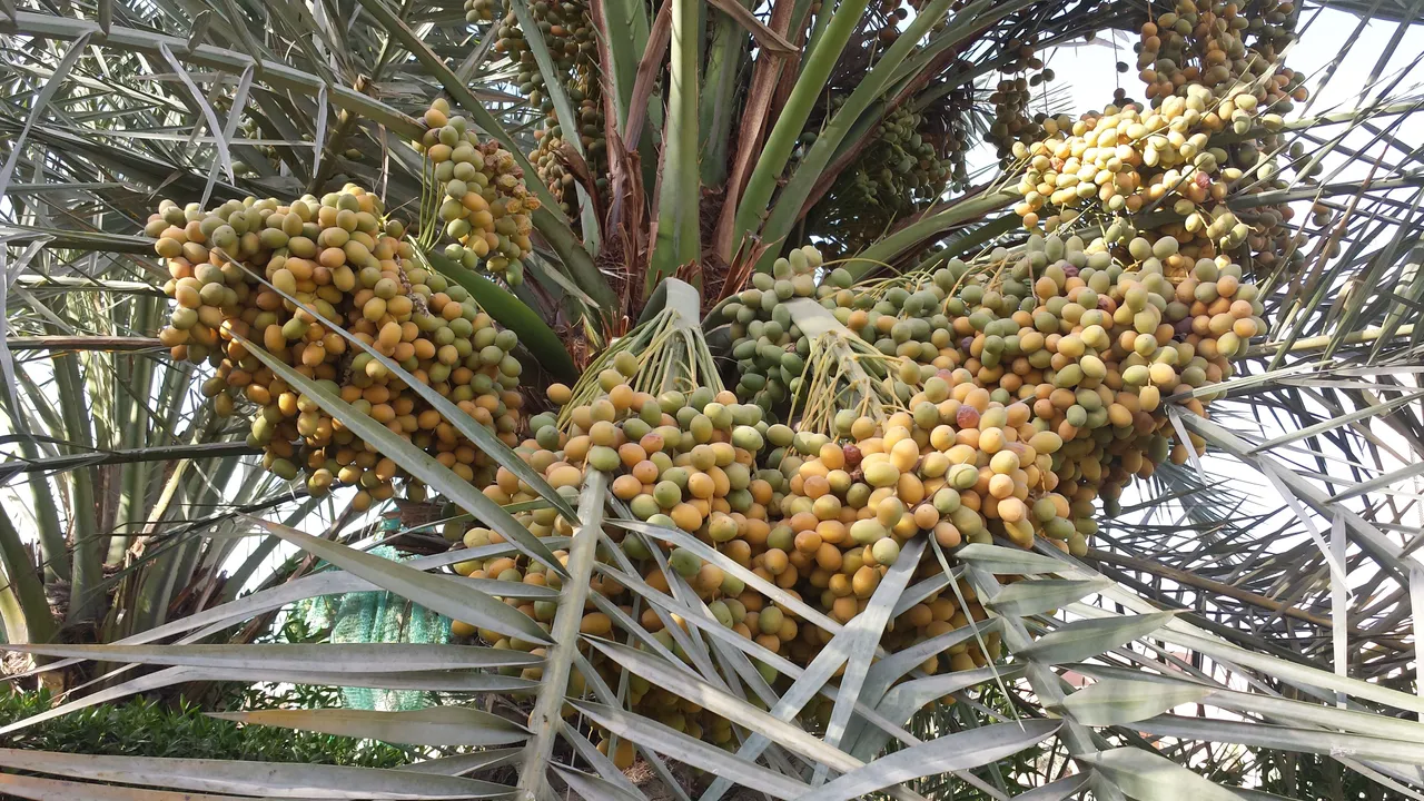 Date palm 1.jpg