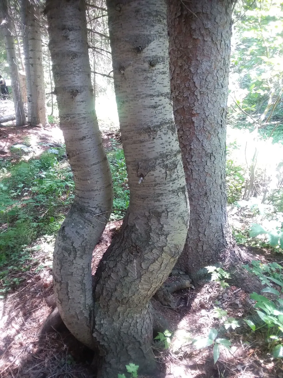 20170723_143934.jpg