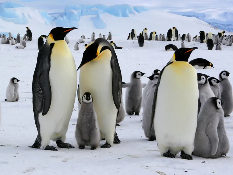 emperor_penguin.jpg