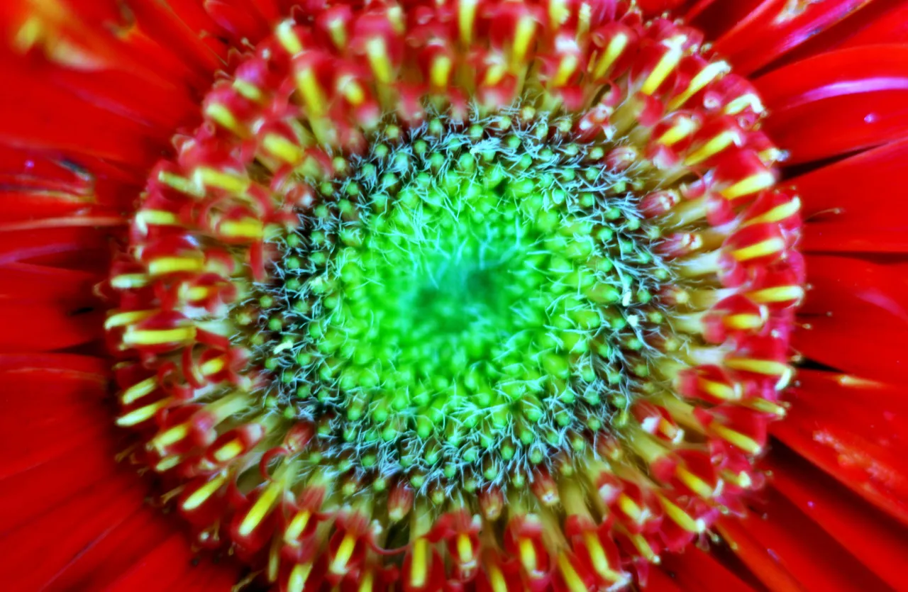 gerbera macro.JPG