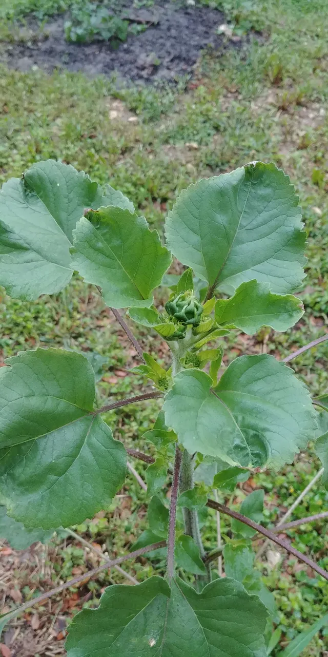 20180510_072940.jpg