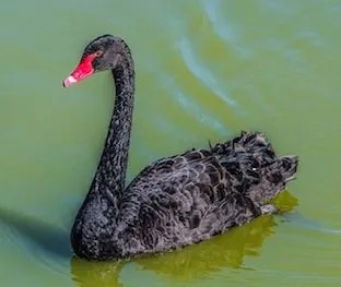 swan-204841_640.jpg