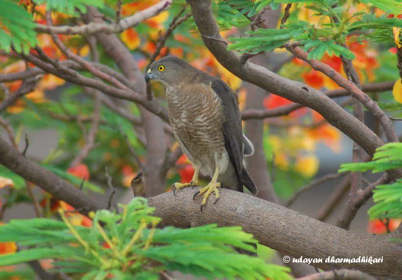 shikra female.jpg