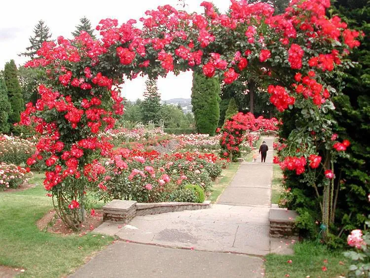 flower garden.jpg