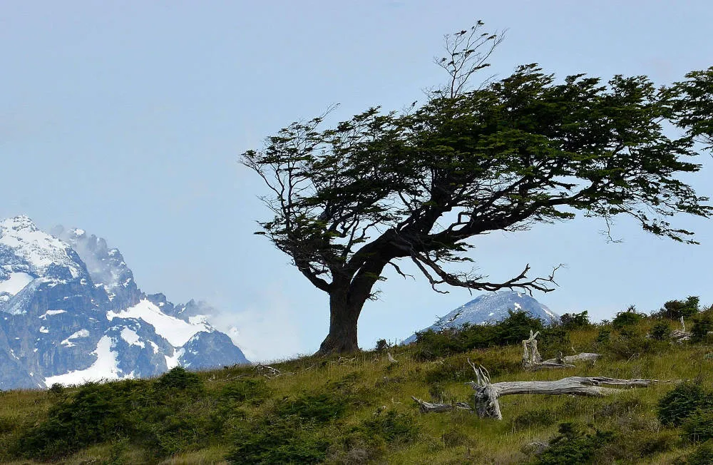 albero bandiera.JPG