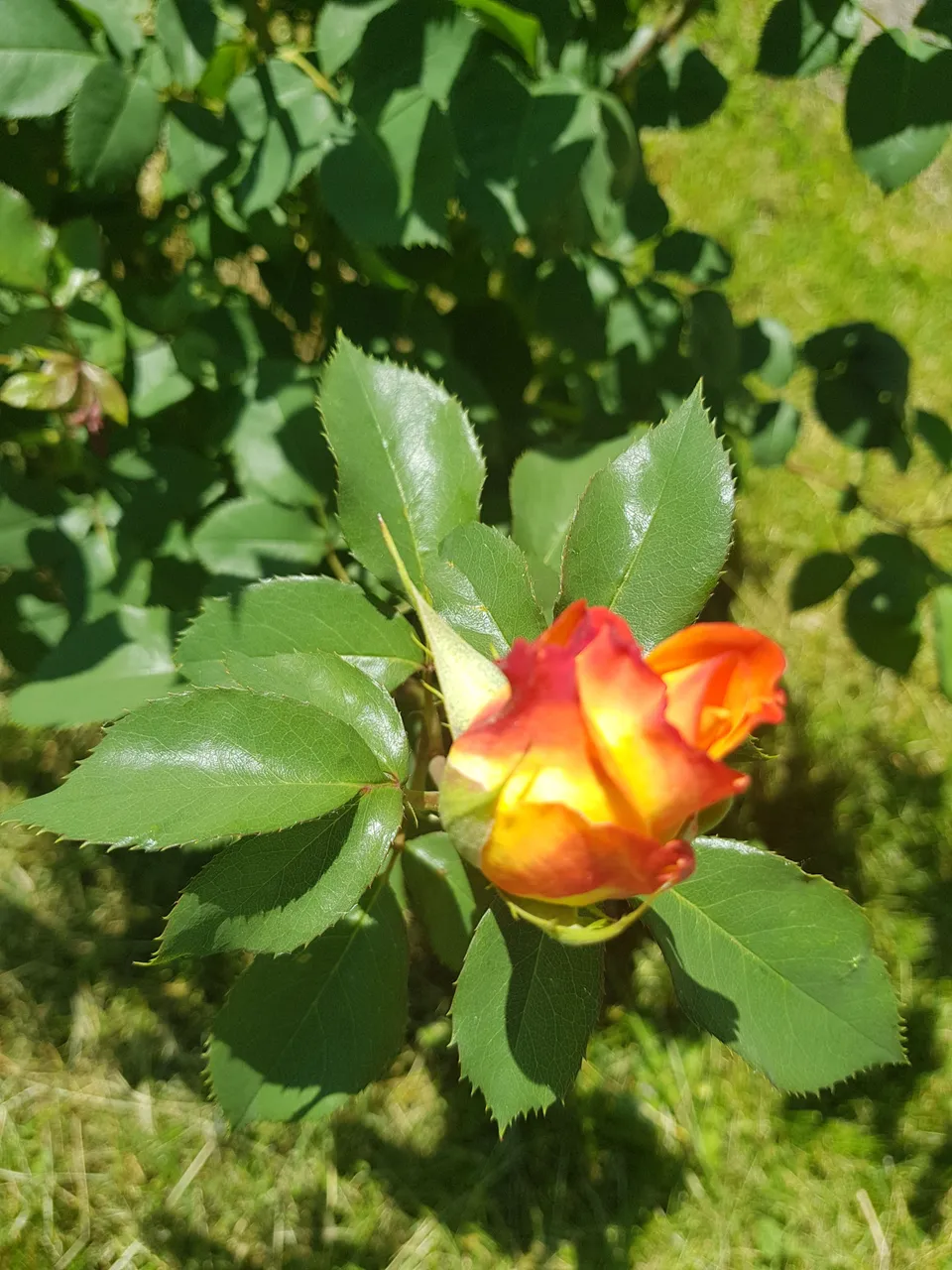 20180518_114955.jpg