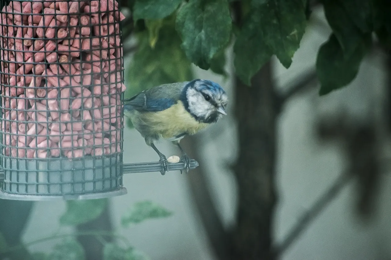 Blue Tit 00.png