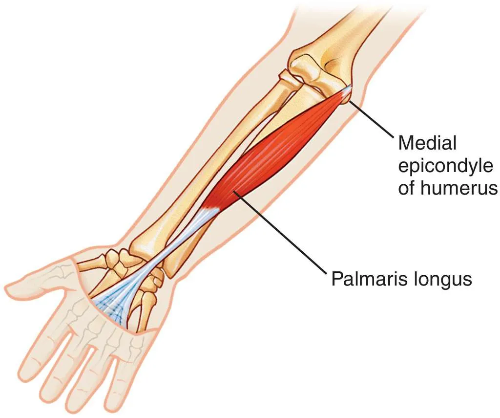 palmaris-longus.jpg