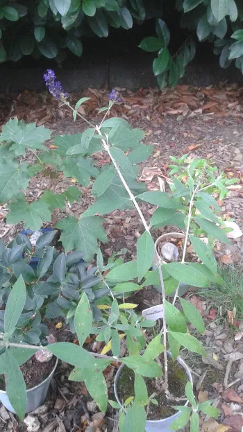 20170830_090751.jpg