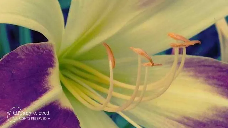 Purple&Yellow.jpg