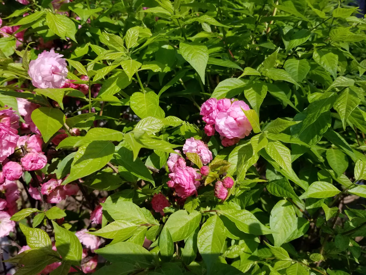 20180428_075505.jpg