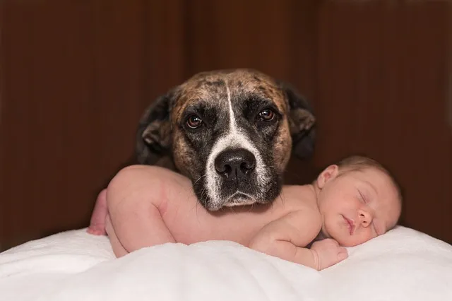 dog-1718242_640.jpg