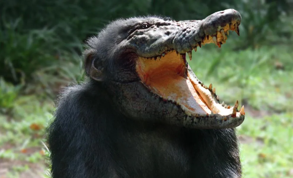 alligator ape.jpg