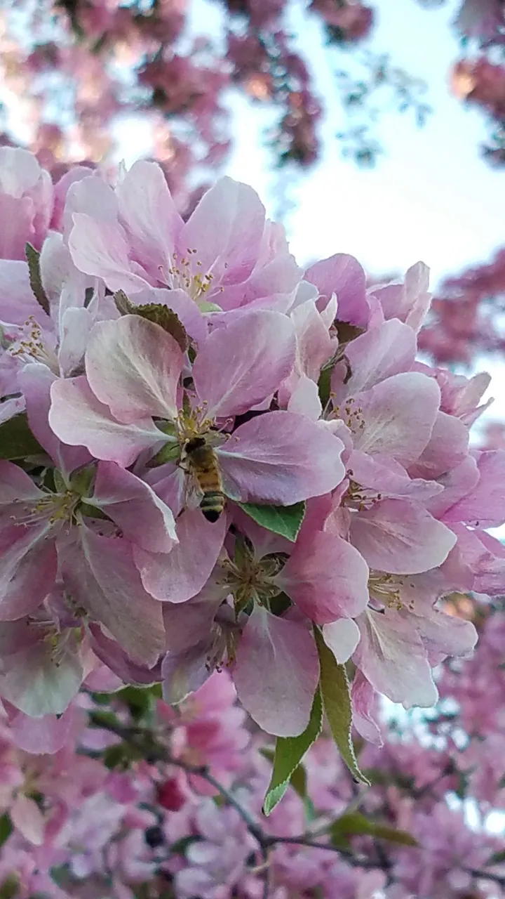 20180515_191908.jpg