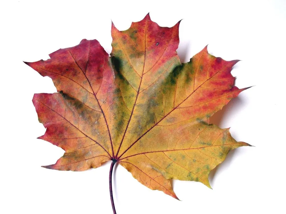 maple leaves1.jpg