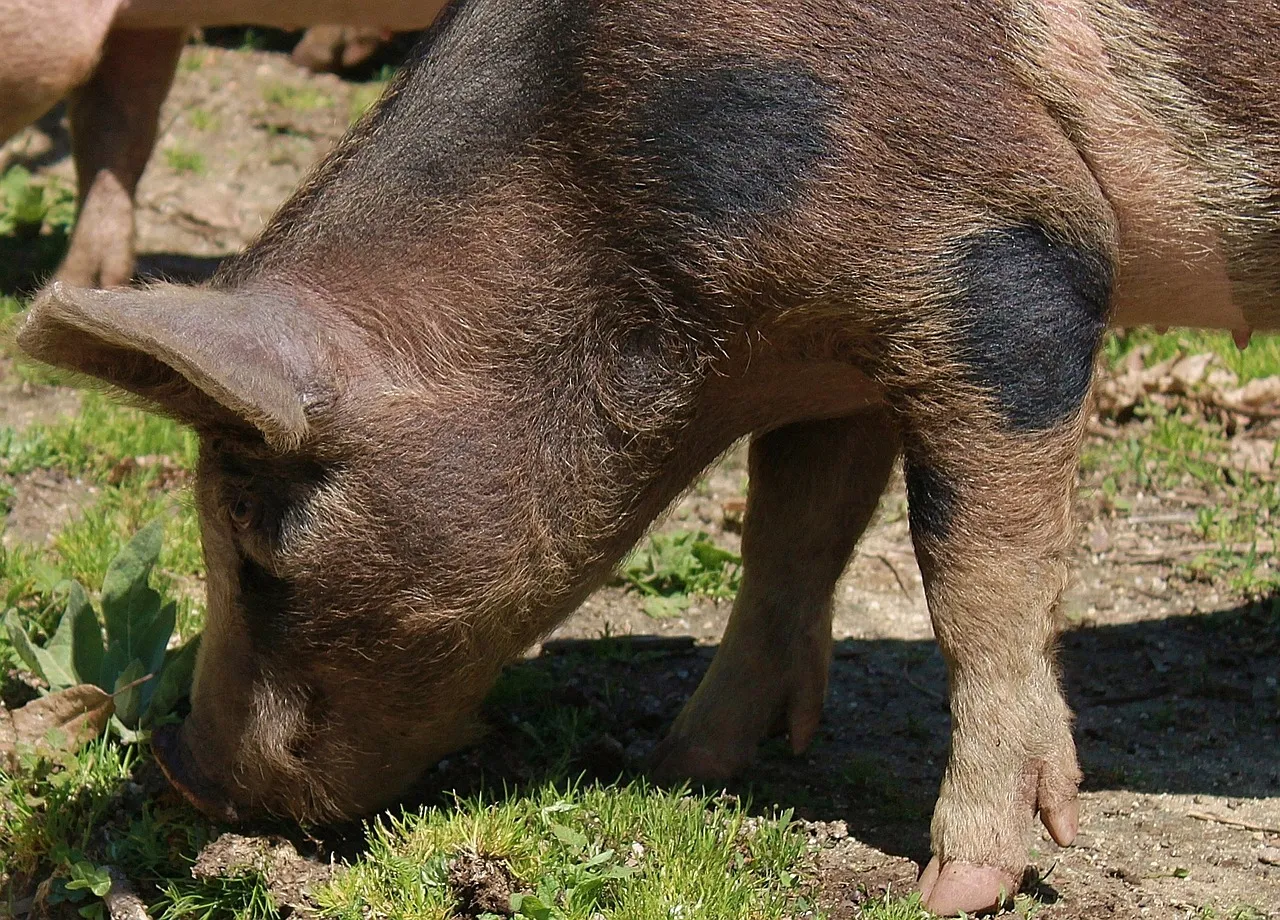 pig-213758_1280.jpg