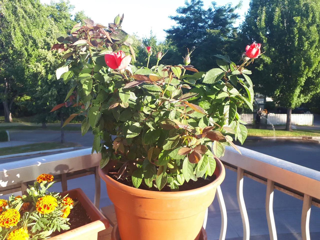 20170703_193503.jpg