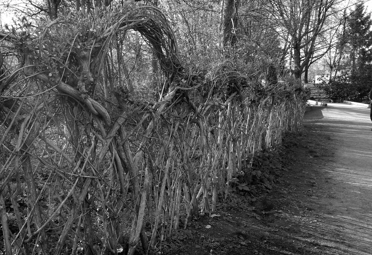 bio-trees-fence.jpg