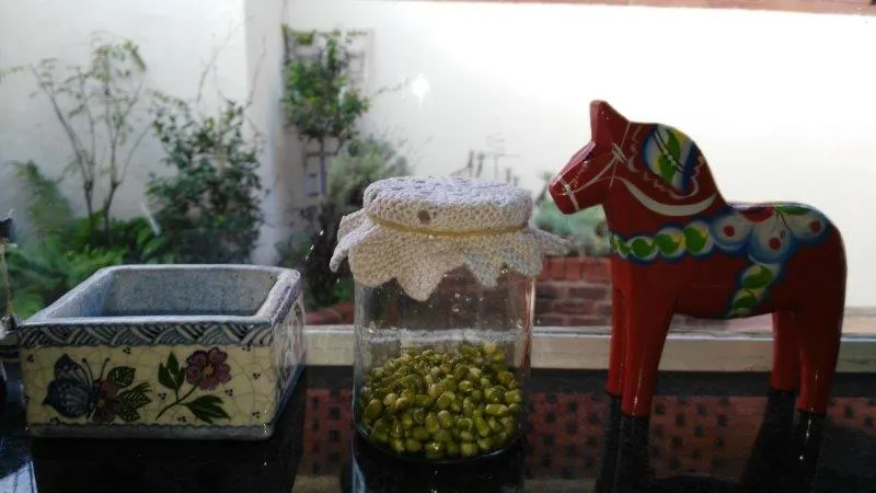 Sprouts20170731.jpg