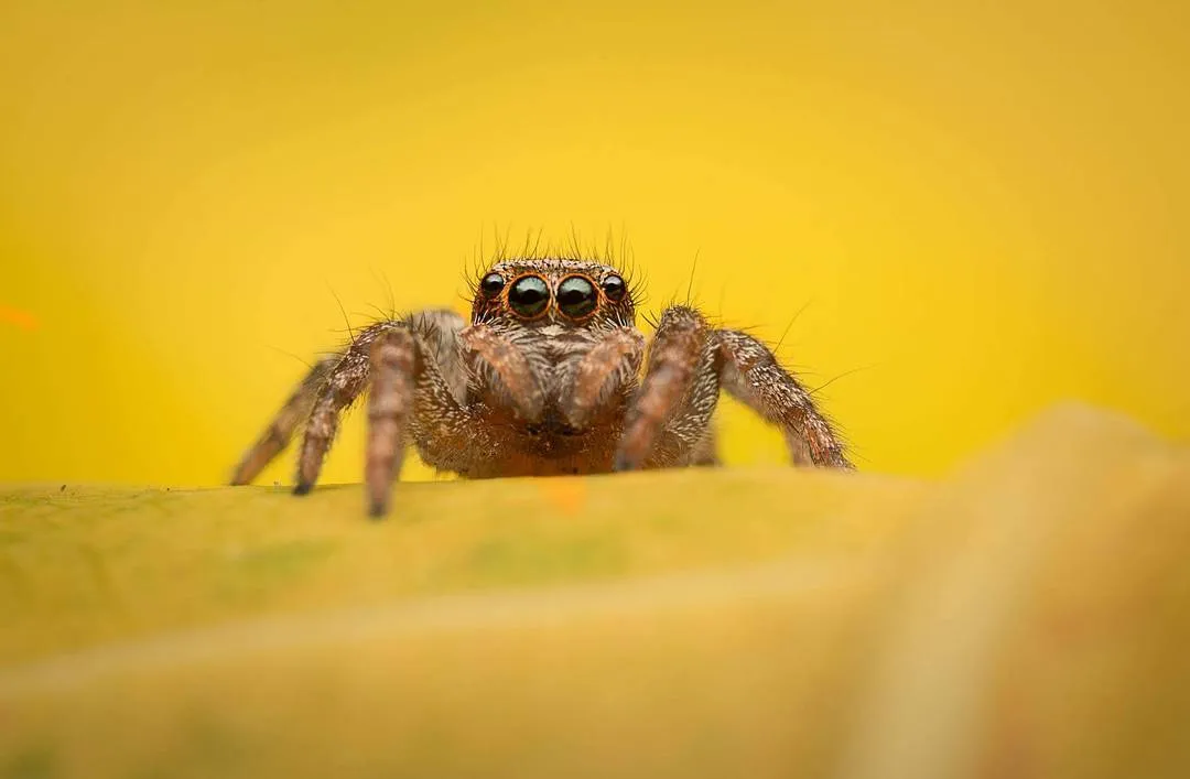 yellow spider.jpg