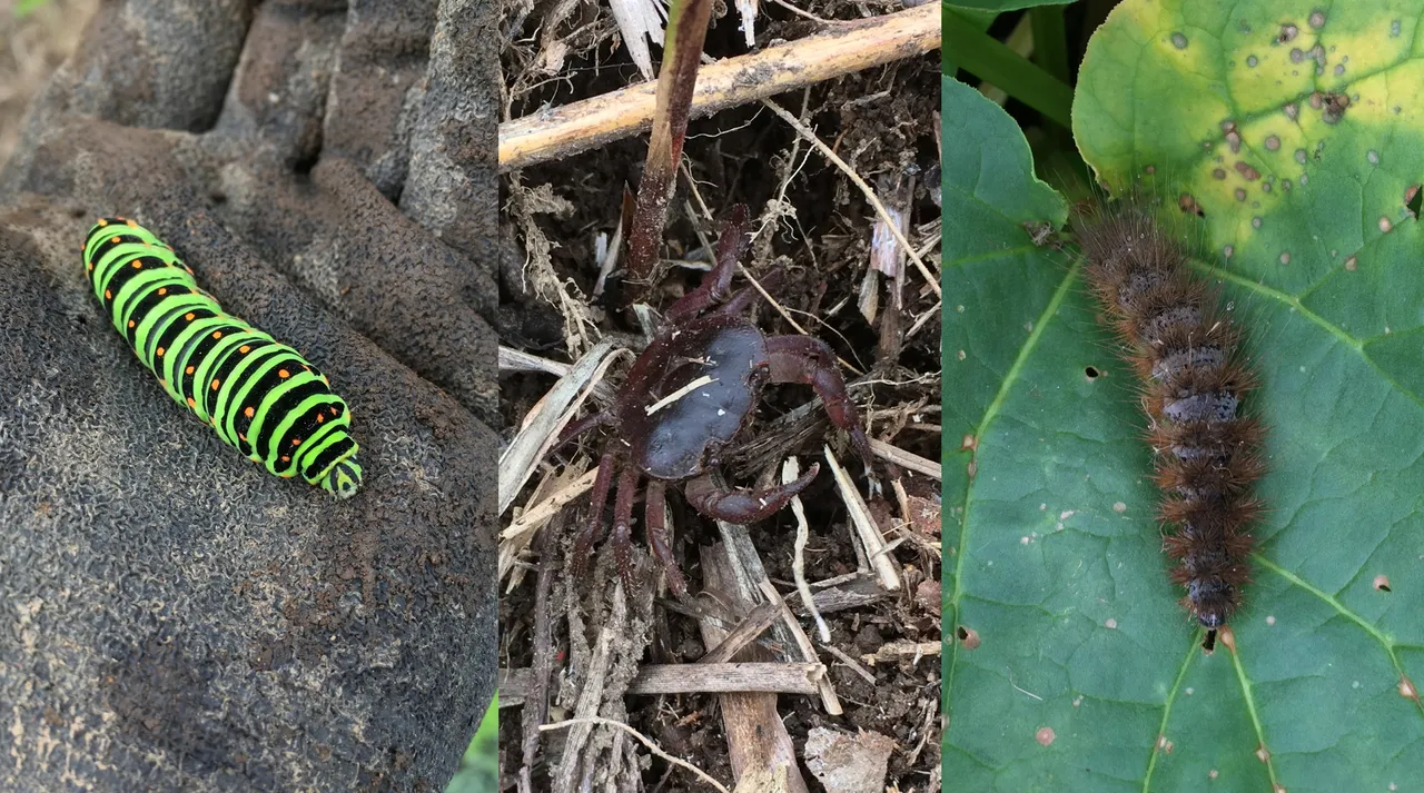 wildlife-caterp.jpg