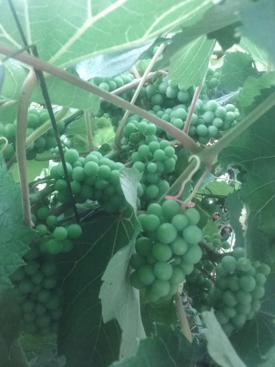 20170623_082639.jpg