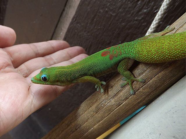 geetwondergecko.jpg