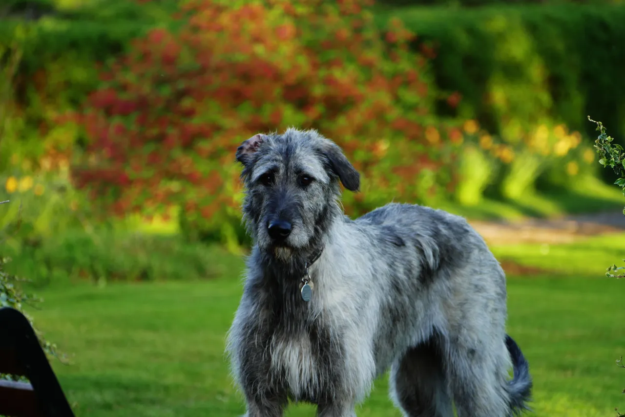 Irishwolfhound2.JPG