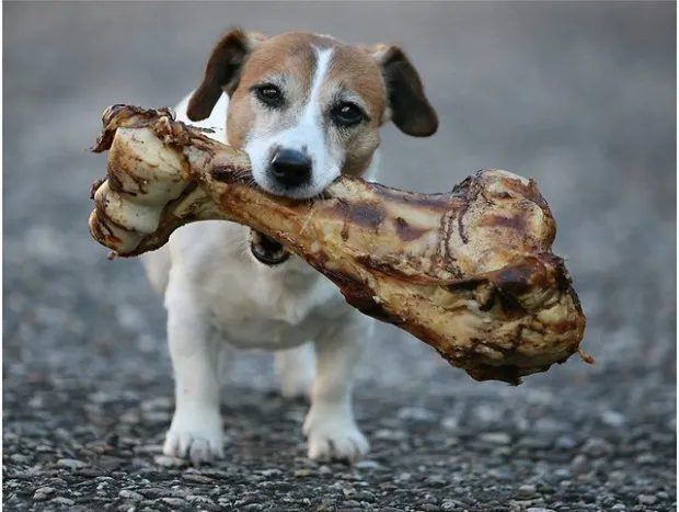 Dog-with-bone-1.jpg