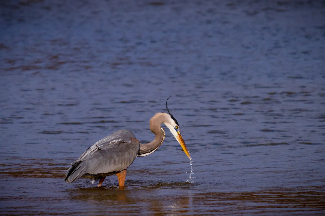 3-20_birds-1218.jpg