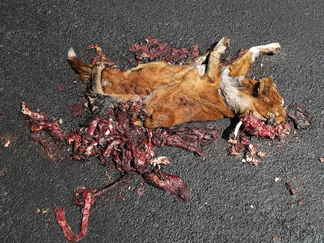 Roadkill-dog-57.jpg