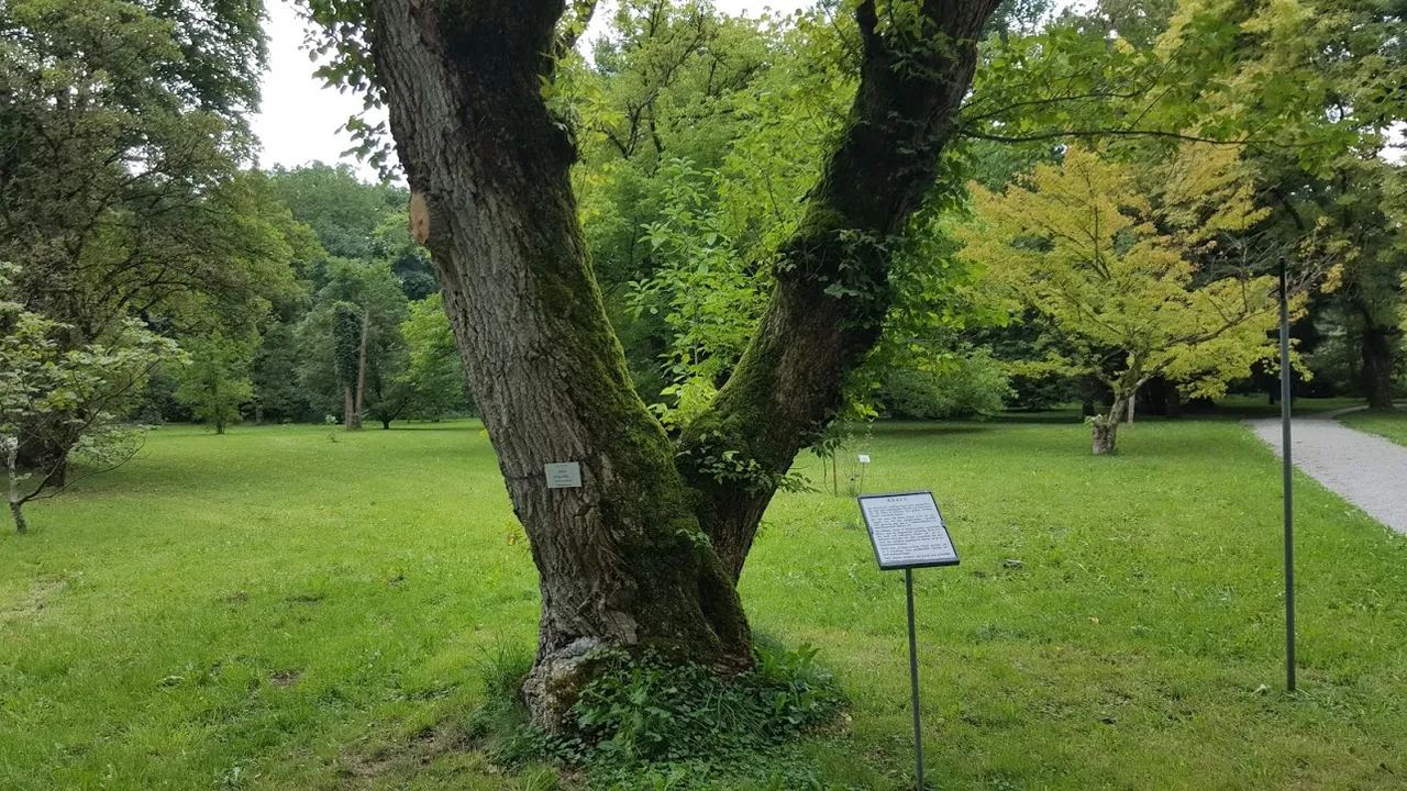 main_image