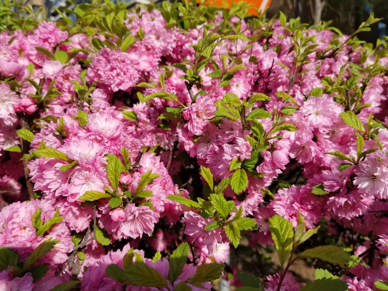 20180428_075220.jpg