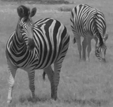 two-zebra-b&w.jpg
