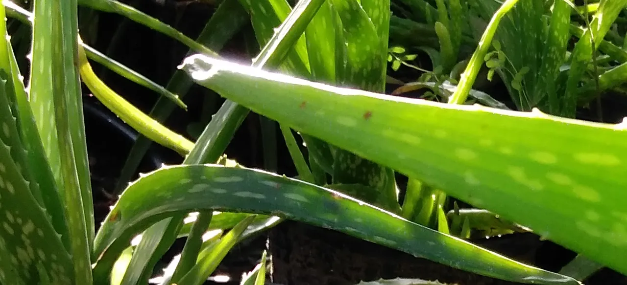 aloe vera 1.png