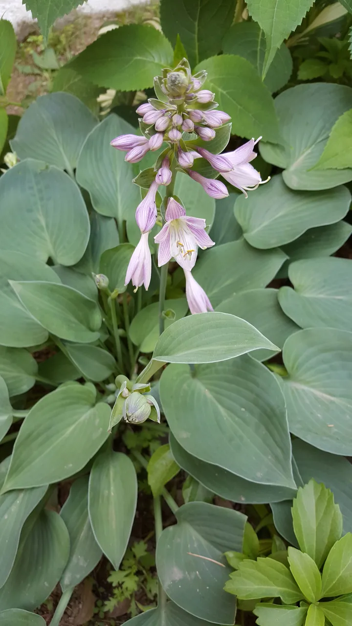 20180522_111101.jpg