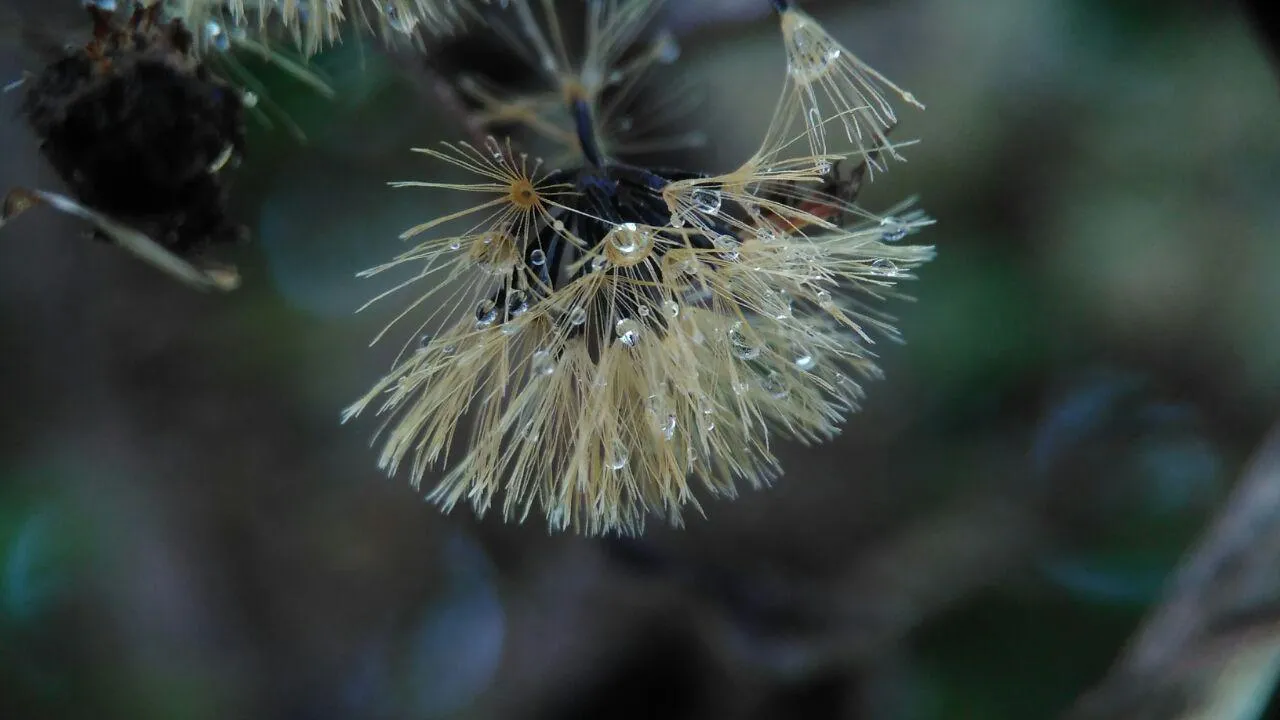 dandelion (6).jpg