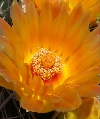 barrel cactus.jpg