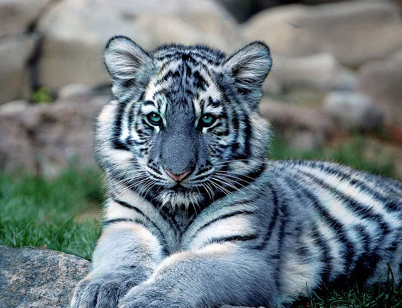 Maltese Tiger.jpg